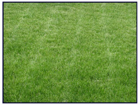 A Greener Seasons pesticide free lawn
